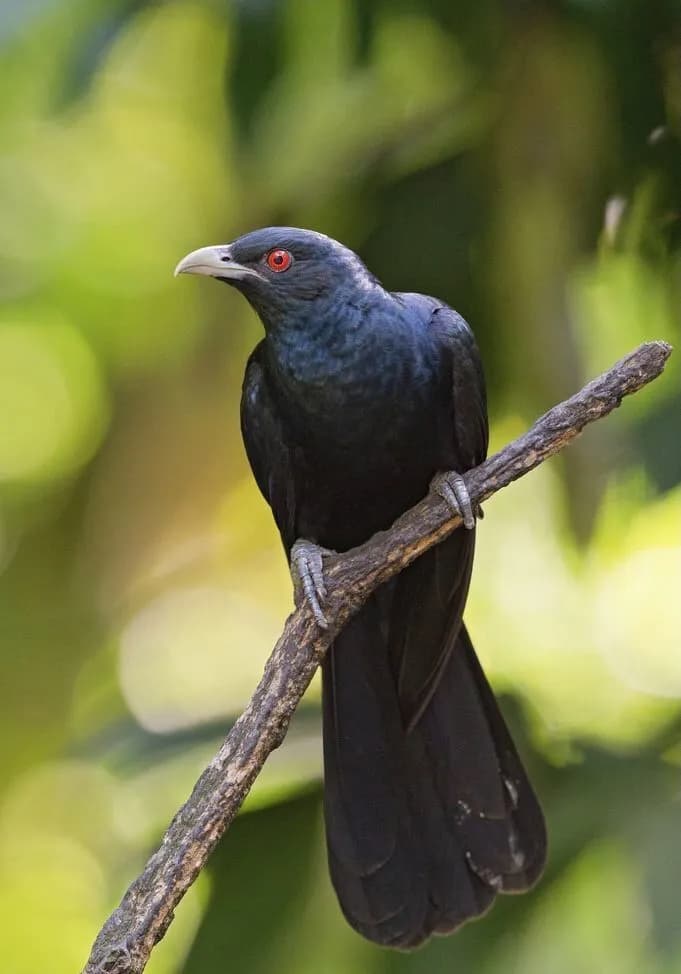 Asian Koel