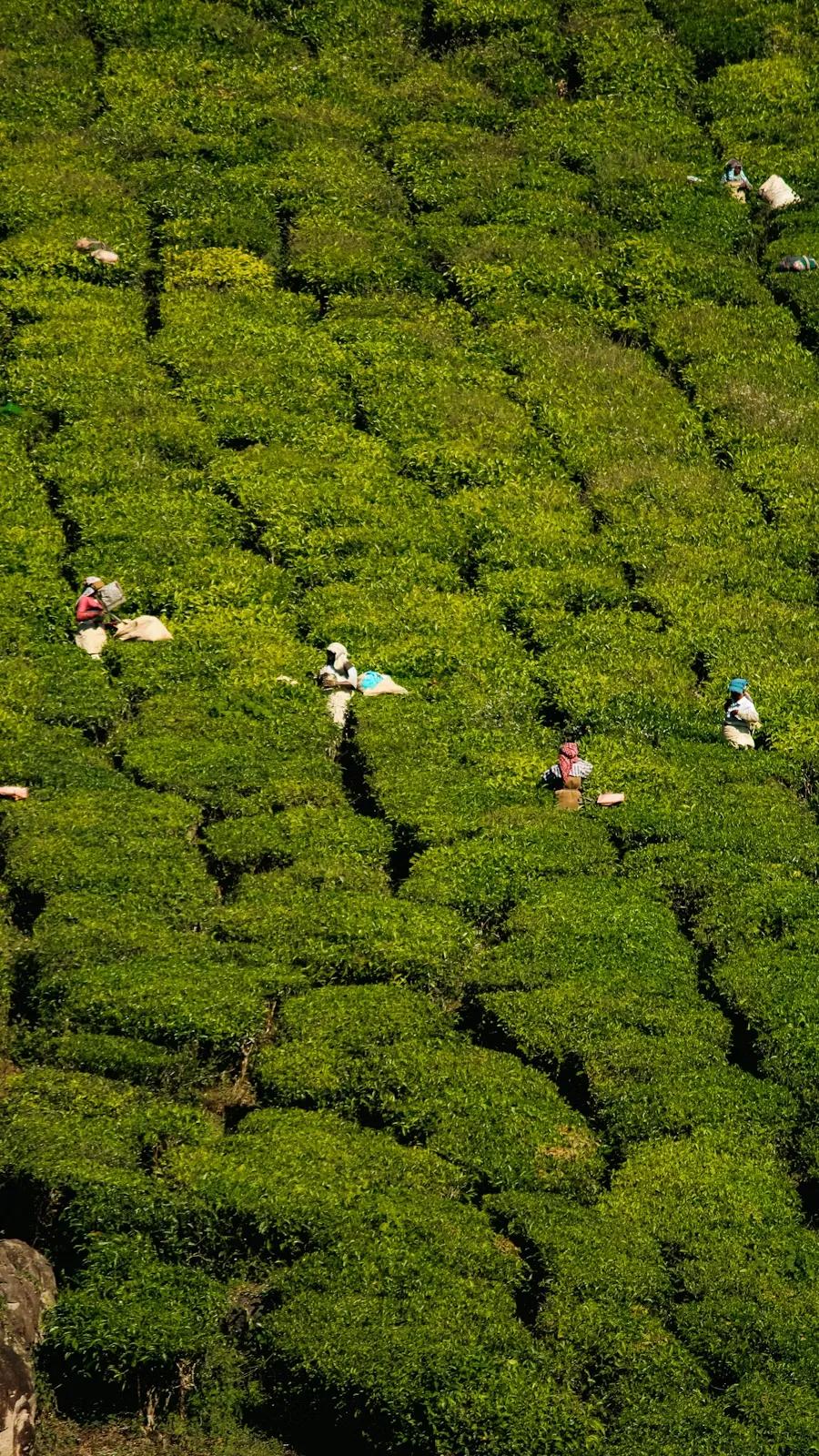 Nature-based credit advisory