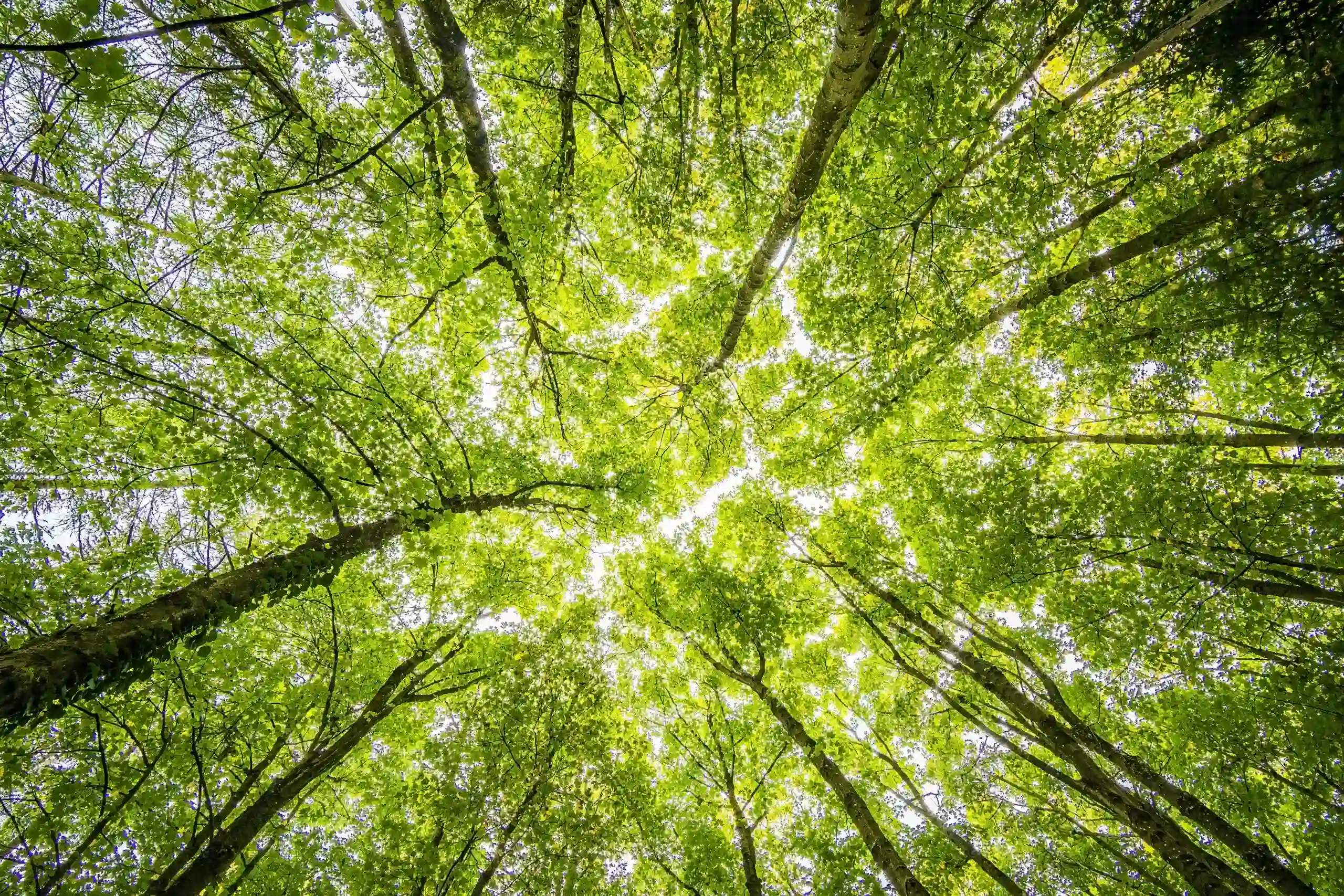 Nature Finance